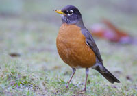 Birds of North America - Wildlife Photographs by Joachim Ruhstein