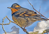 Birds of North America - Wildlife Photographs by Joachim Ruhstein