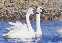 Birds of North America - Wildlife Photographs by Joachim Ruhstein