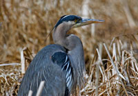 Birds of North America - Wildlife Photographs by Joachim Ruhstein