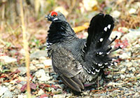 Birds of North America - Wildlife Photographs by Joachim Ruhstein