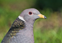 Birds of North America - Wildlife Photographs by Joachim Ruhstein