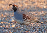 Birds of North America - Wildlife Photographs by Joachim Ruhstein