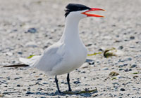 Birds of North America - Wildlife Photographs by Joachim Ruhstein