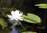 Plants in Europe - Nature Photography by Joachim Ruhstein