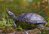 Amphibians & Reptiles - Wildlife Photography by Joachim Ruhstein