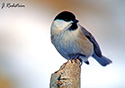 Parus montanus