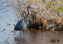 Egretta caerulea
